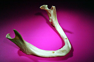 �ޏk���Ă₹�ׂ��������̍�